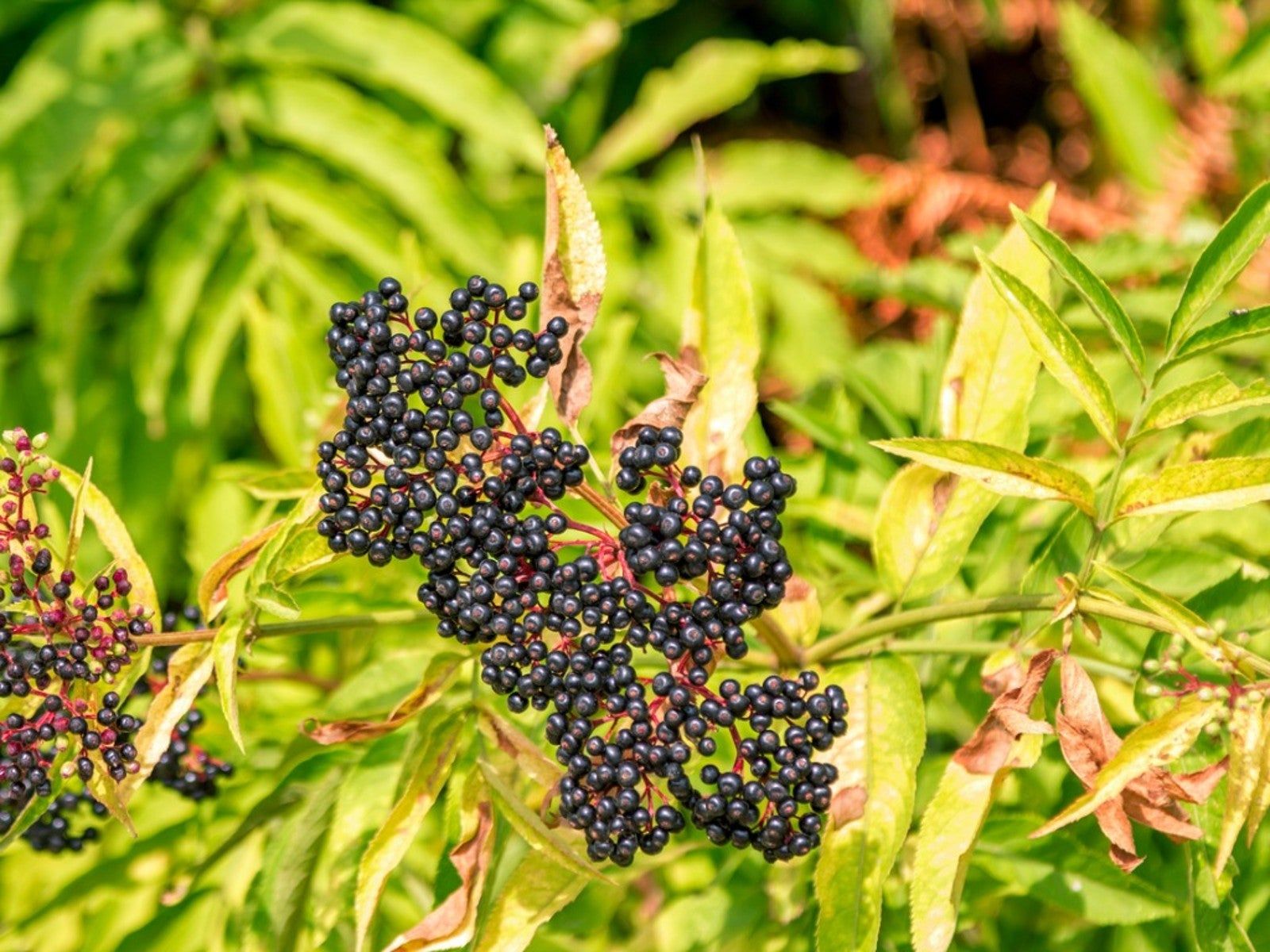No Berries On Elderberry Reasons Elderberries Have No Fruit