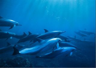 A school of spinner dolphins swims in the ocean.