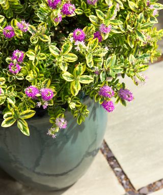 Variegated hebe with pink flowers in pot