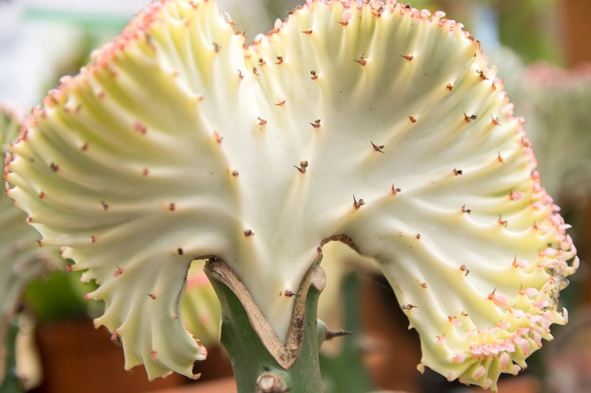 Candelabra Cactus Stem Rot: Treating Stem Rot On A Candelabra Cactus
