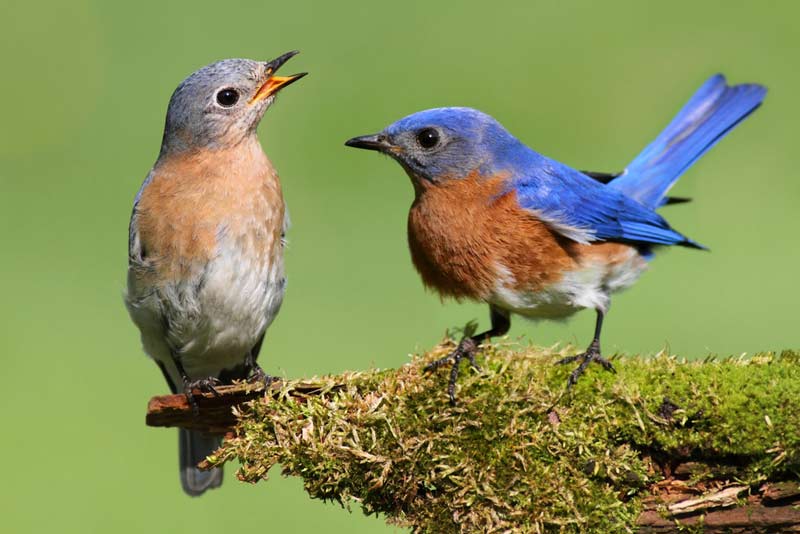 Pair of Eastern Bluebird (Sialia sialis) on a log with moss