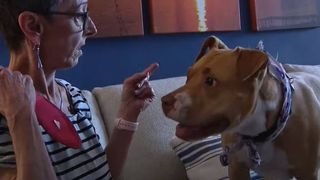 Terminally ill woman seeks new owner for her Pit Bull