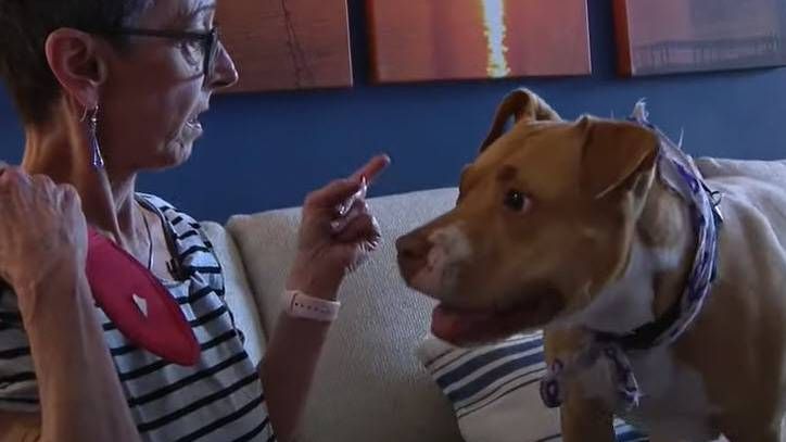 Terminally ill woman seeks new owner for her Pit Bull