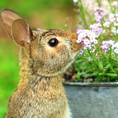 Cottontail Bunny Rabbit smelling Alyssum flowers