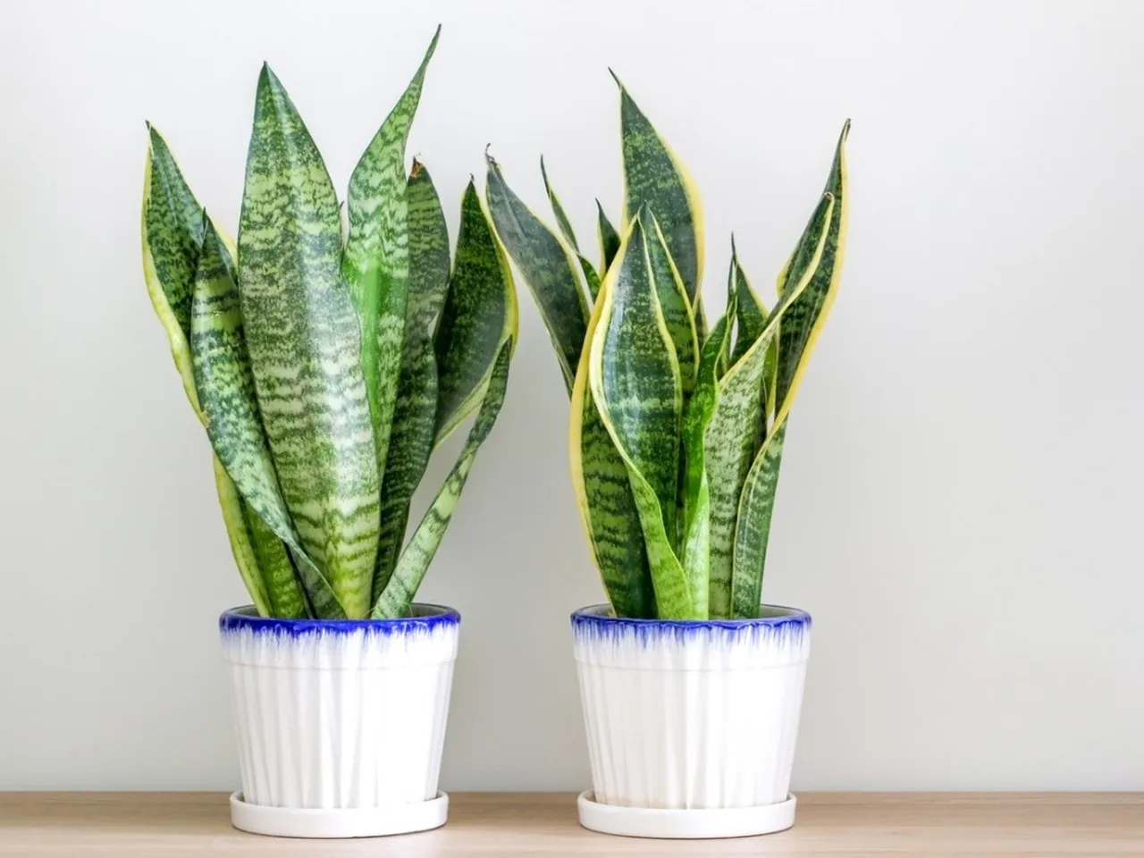 How To Care For Snake Plant (Sansevieria trifasciata ‘Laurentii’)