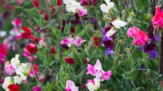 close-up image of sweet pea plants in garden