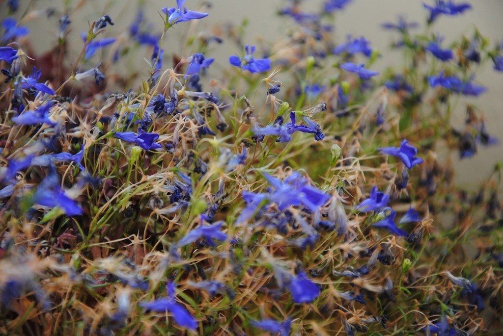 Browning Lobelia Flowers