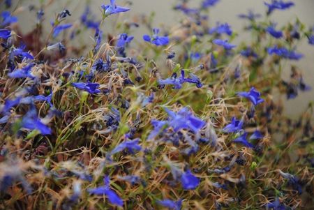 Browning Lobelia Flowers