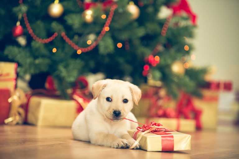 christmas puppy opening present
