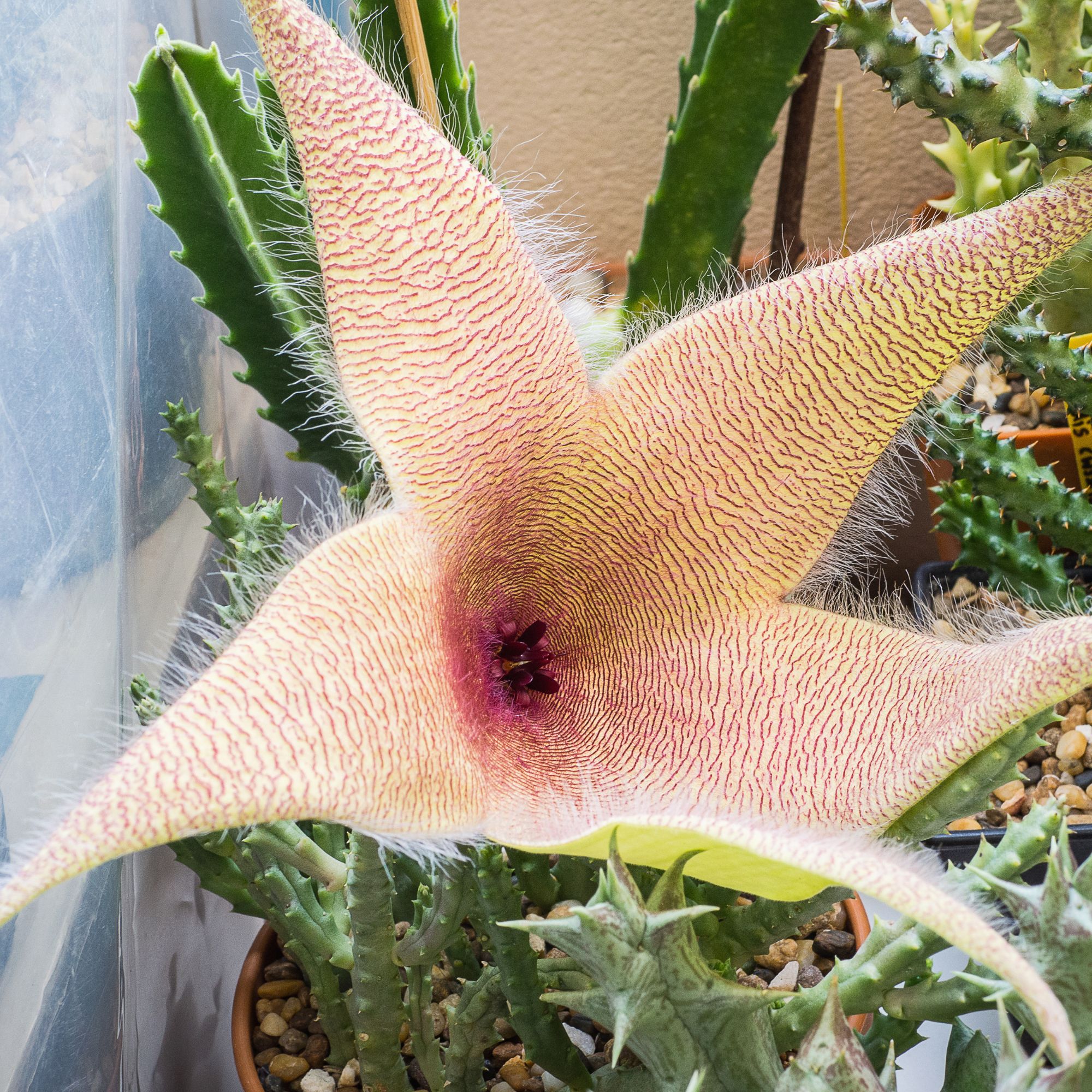 Stapelia gigantea flower growing in pot