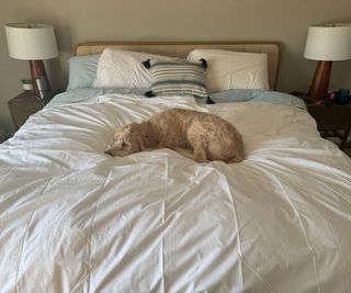 A dog sleeping on the Sferra Somerset Duvet Comforter with blue and white pillows.