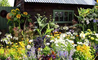 cottage garden planting - lots of stunning flowers next to a garden shed