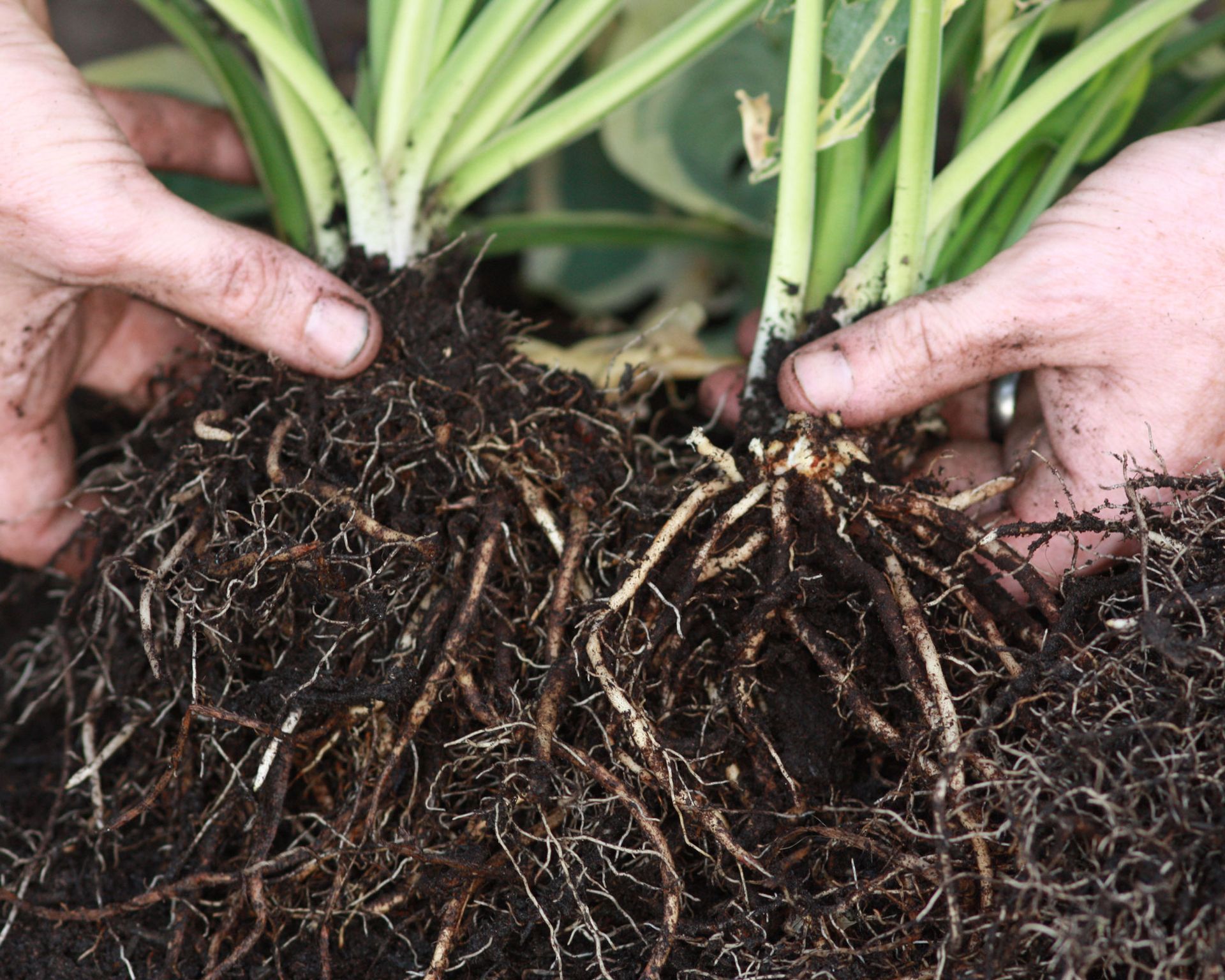 Hostas care and growing guide: tips for these foliage plants | Gardeningetc