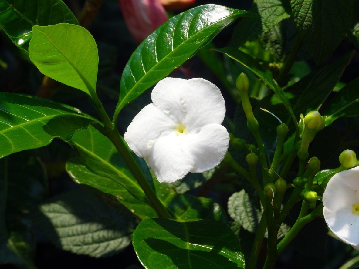 jasmineページ Jasmine