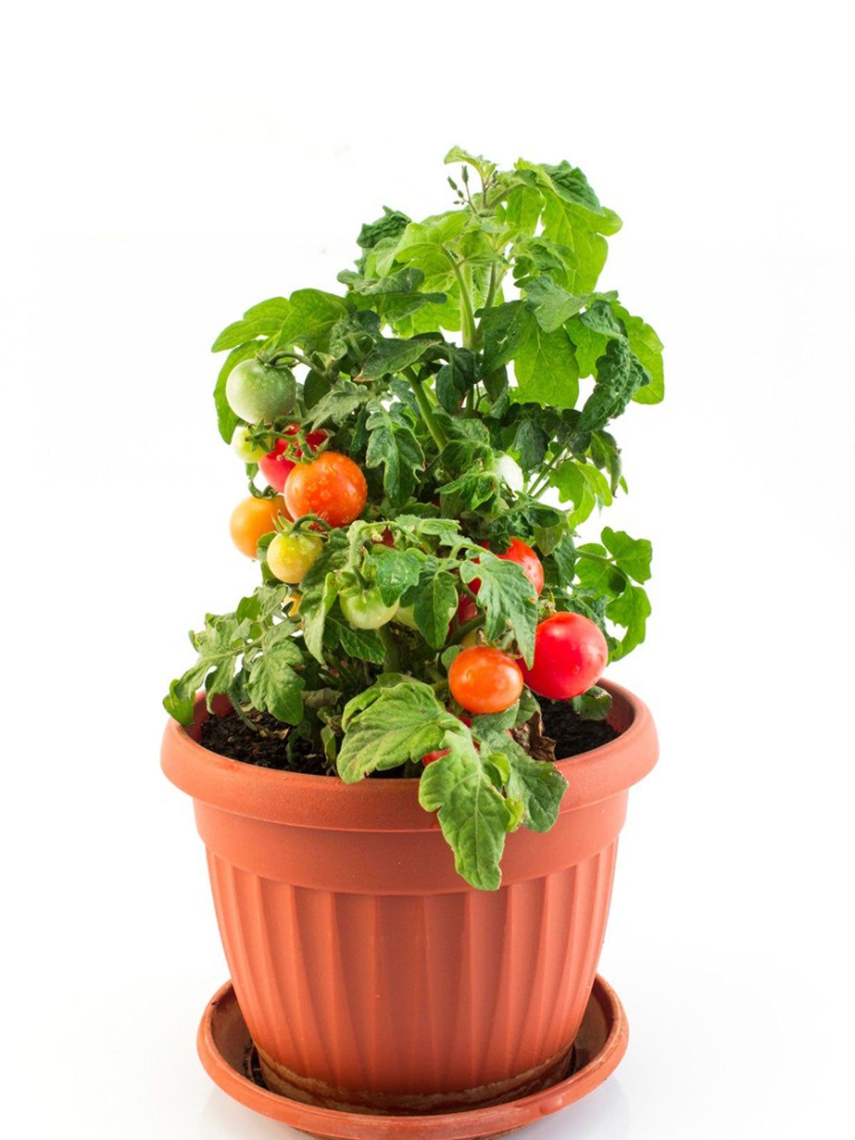 Potted Cherry Tomato Plant