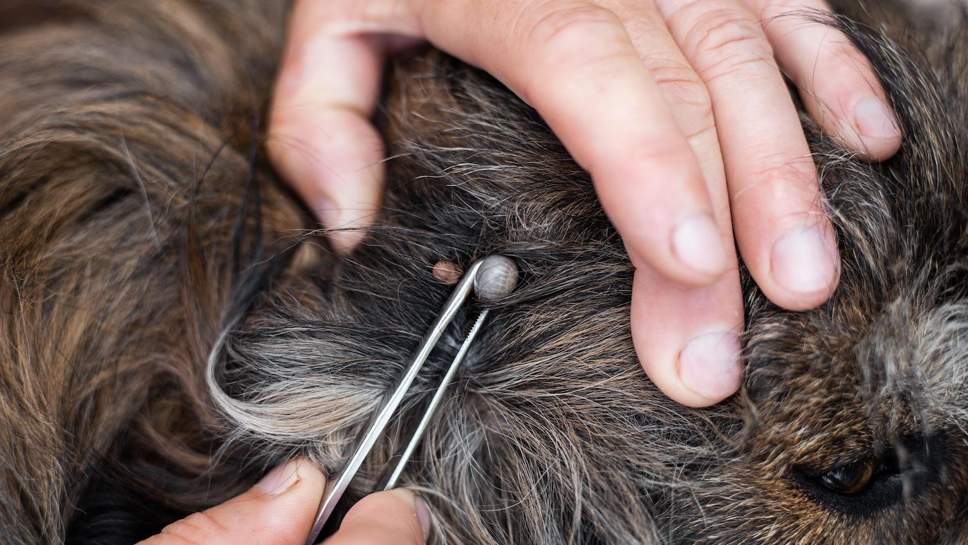 How to remove a tick from a dog