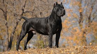 Cane Corso standing outside amongst autumn leaves