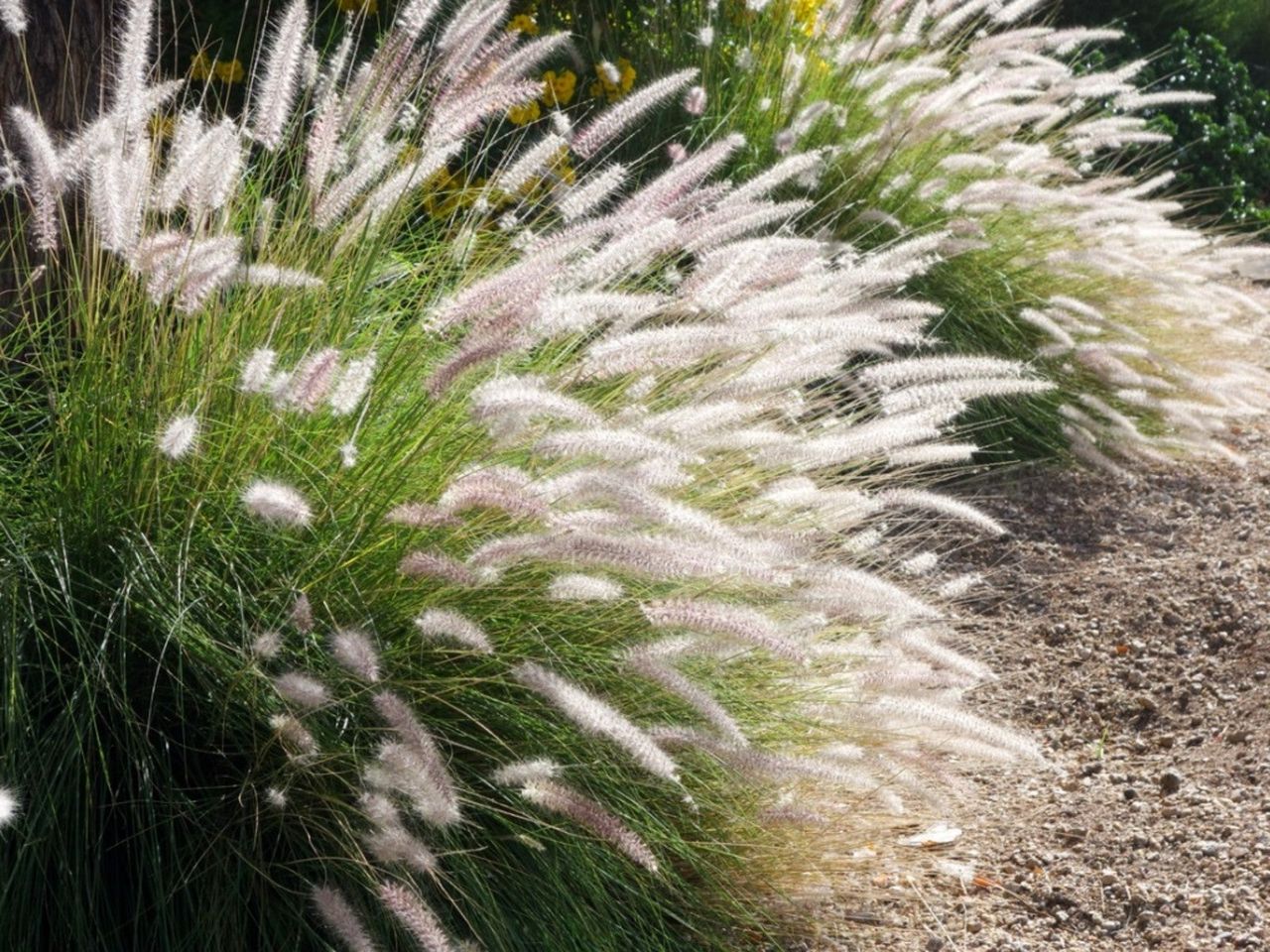 Fountain Grass Plants