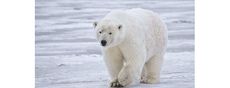 polar bear, body temperature, infrared light