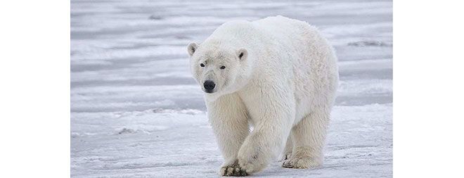 polar bear, body temperature, infrared light