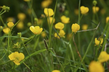 Yellow Buttercup Weeds