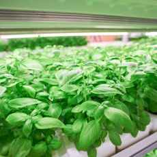 Basil growing in a hydroponic setup