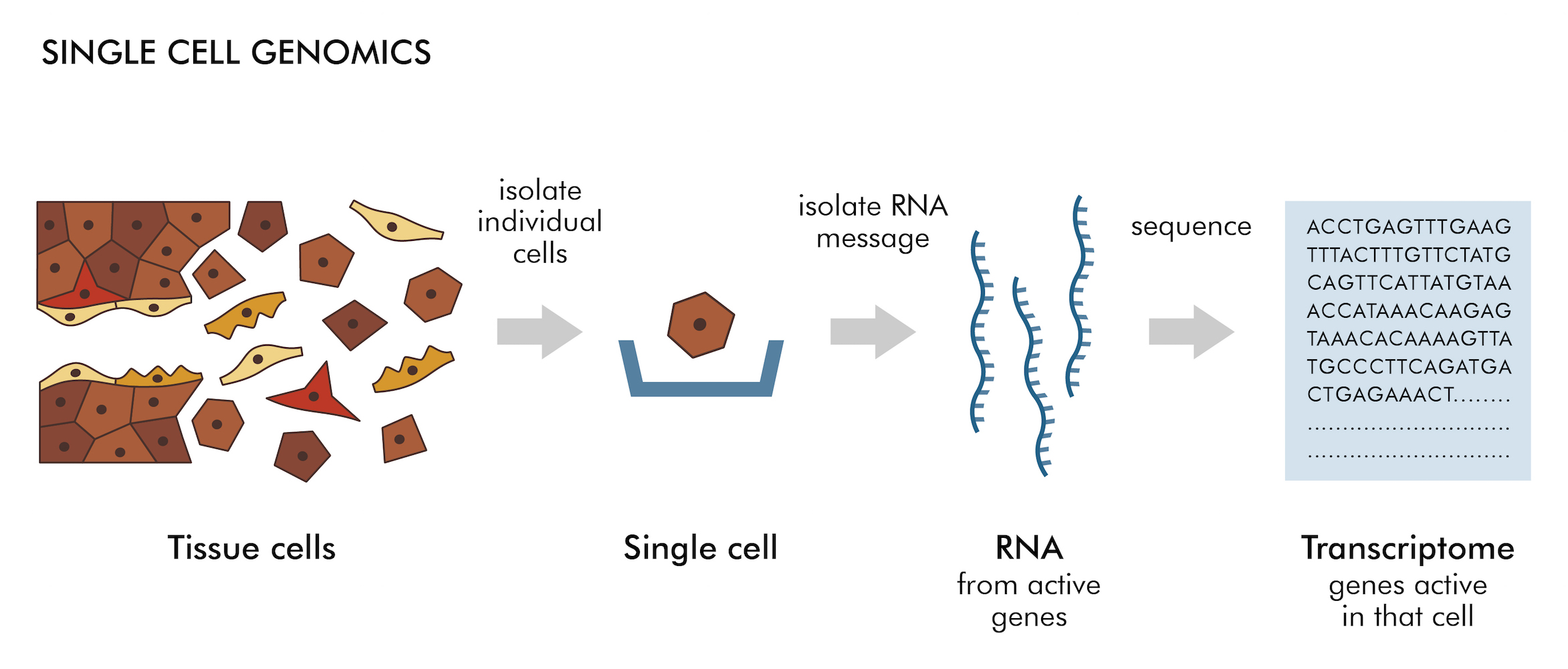 The atlas will examine the genetics behind each cell.