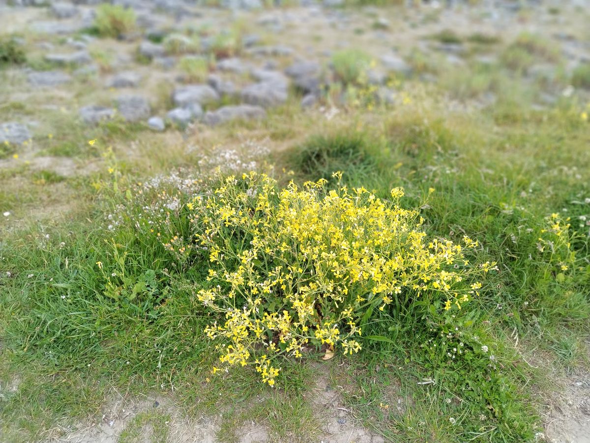 An Honor Magic 4 Lite camera sample showing a plant
