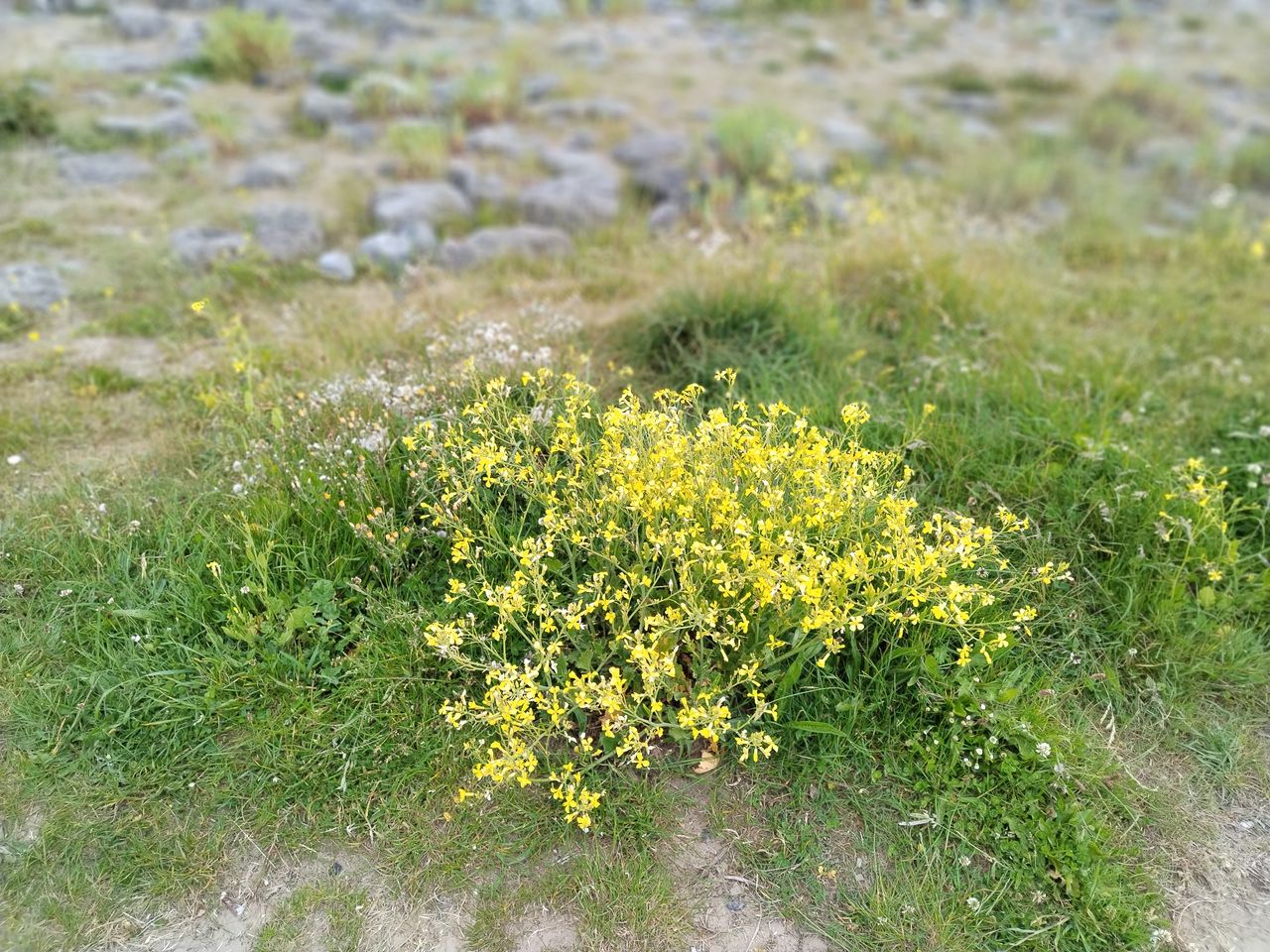 An Honor Magic 4 Lite camera sample showing a plant