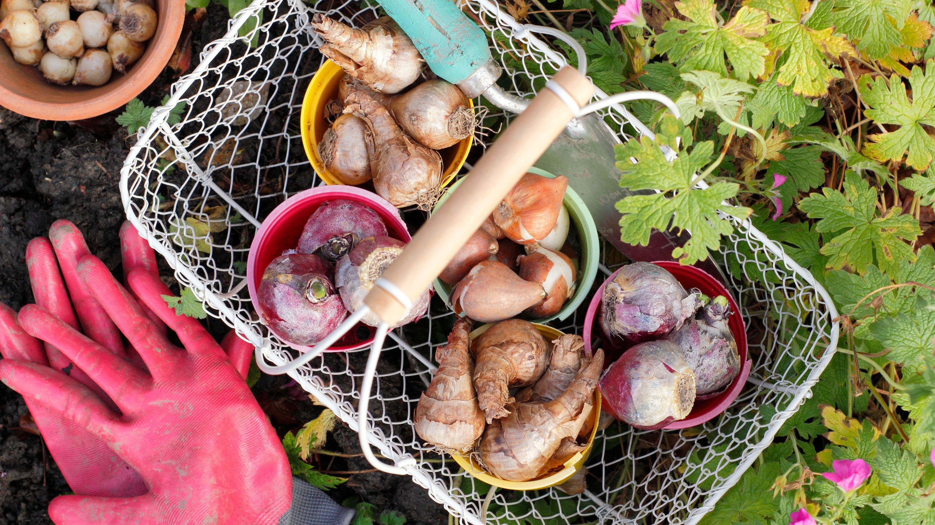 spring bulbs in a basket