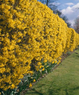 yellow flowers on a forsythia hedge in bloom in spring