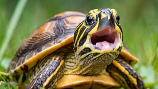 Box turtle showing its toothless mouth