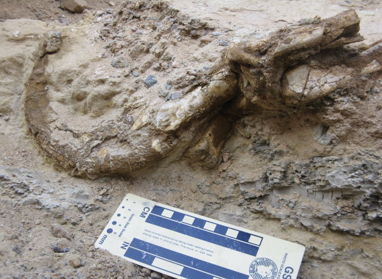 a large dinosaur claw caked in mud in the dirt