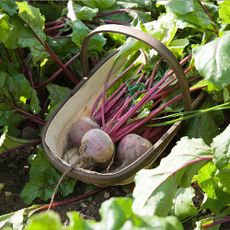 A basket of beetroot in a vegetable garden