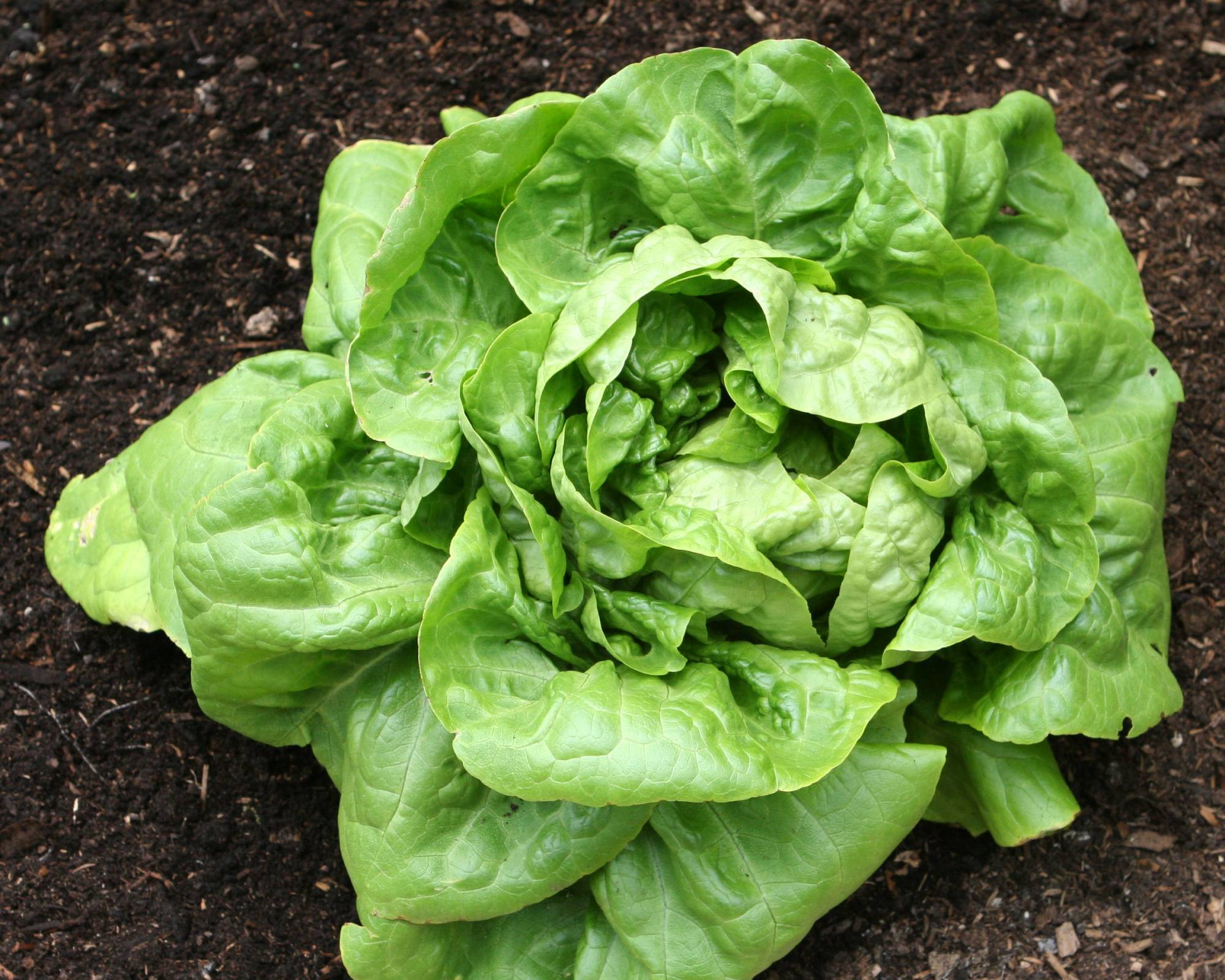 Buttercrunch lettuce head