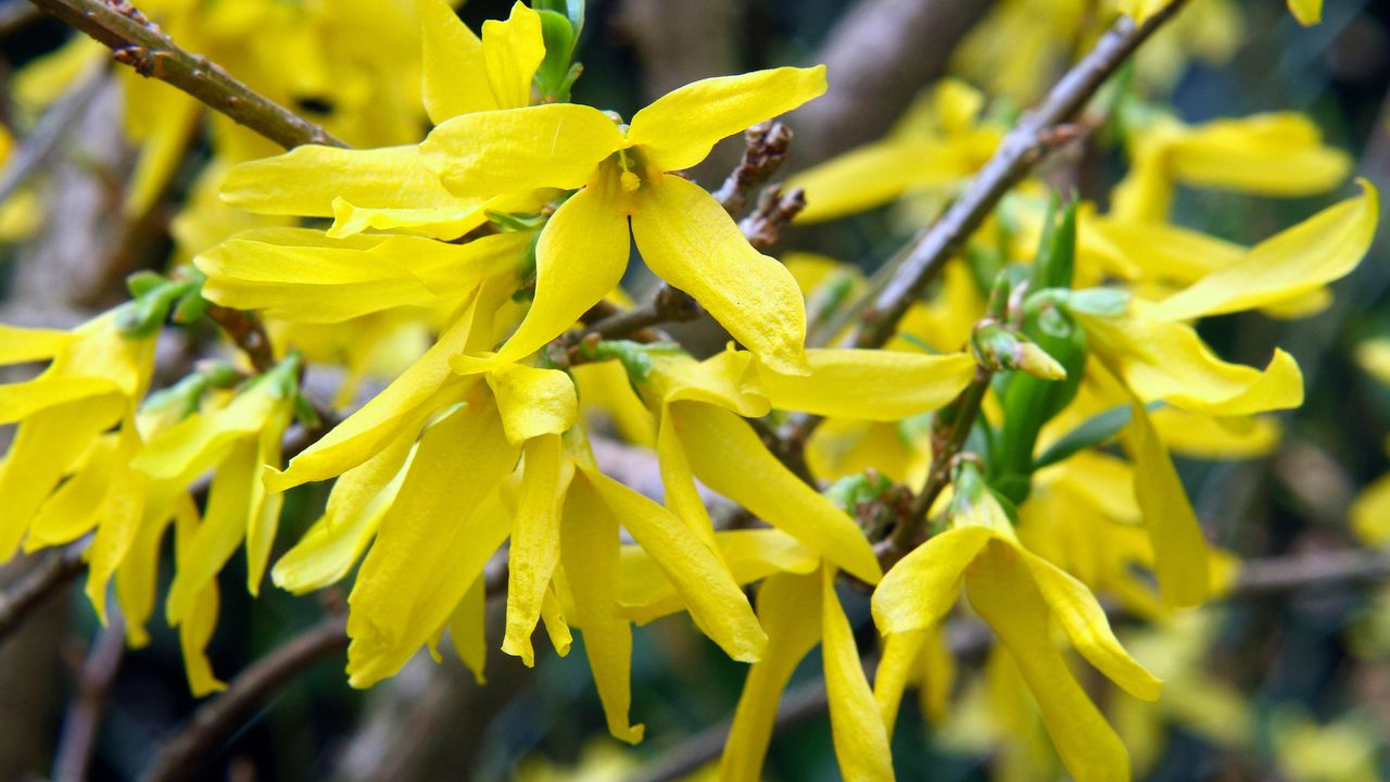 pruning forsythia in spring after flowering