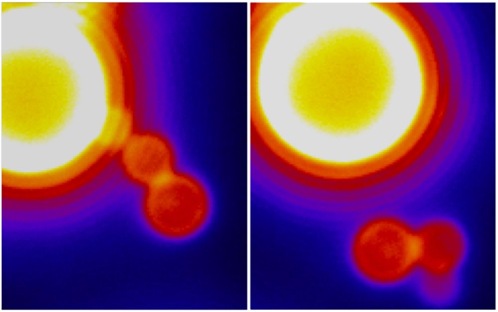 an image showing how cells ingest (and regurgitate) various substances