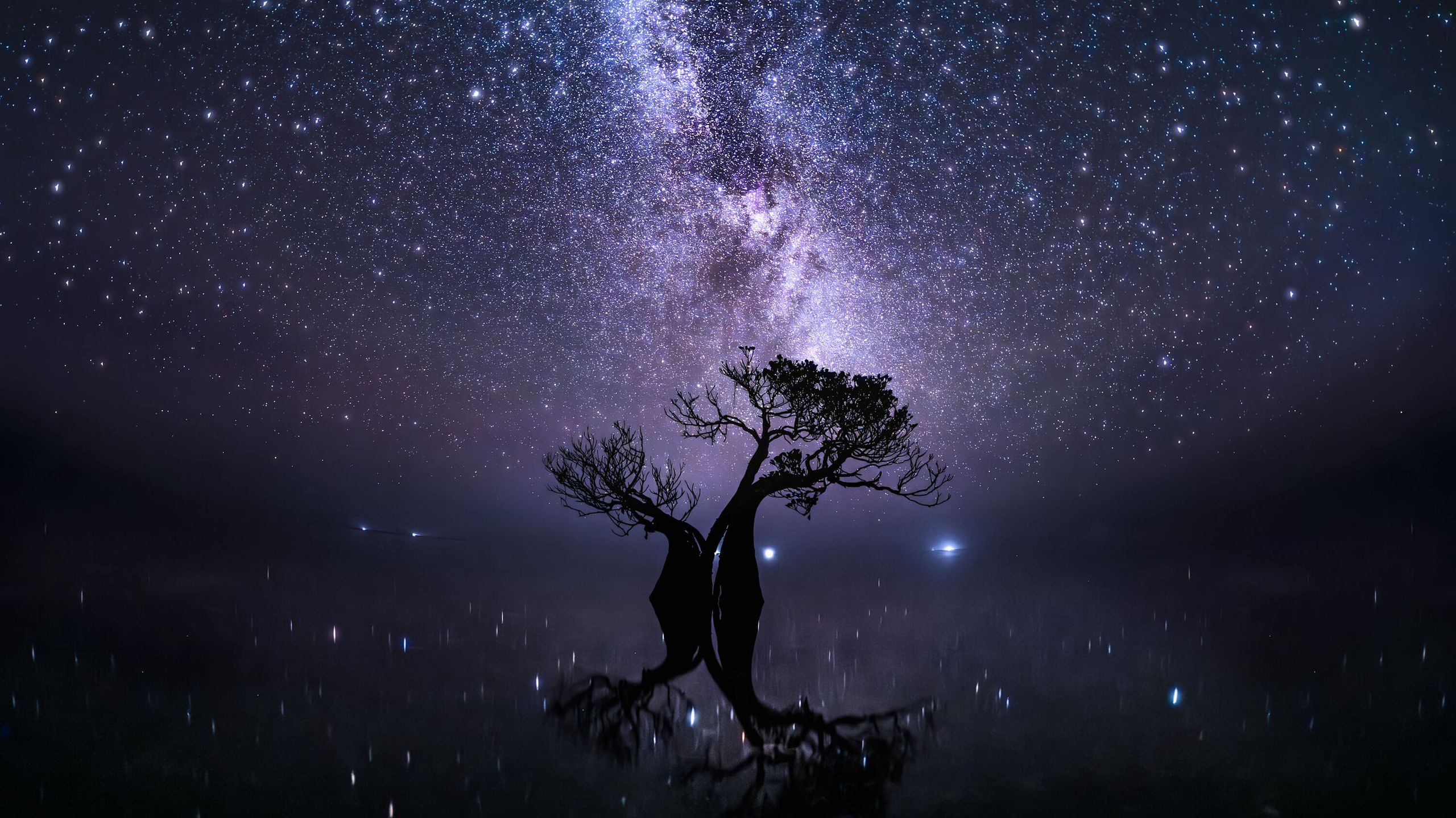 Mangrove Photography Awards 2026 Highlights Coastal Ecosystems