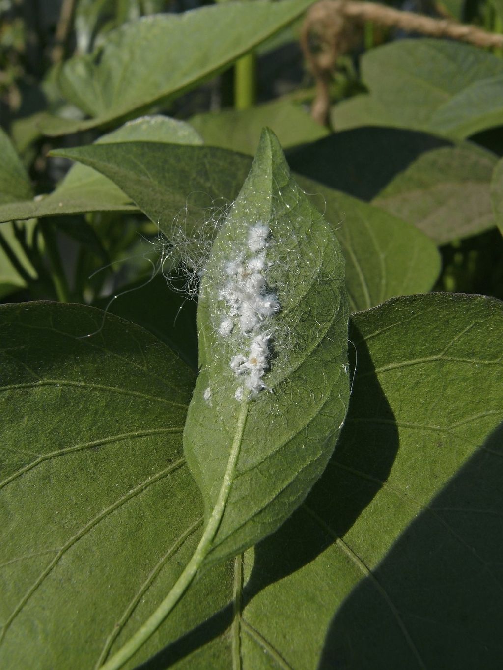 Treating Mealybugs On Plant Leaves | Gardening Know How