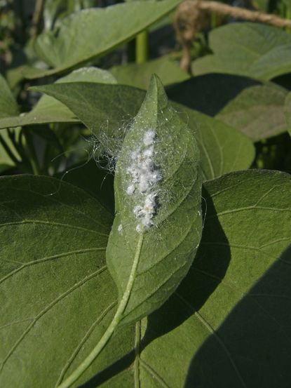 White Residue On Plant Leaves From Mealybugs