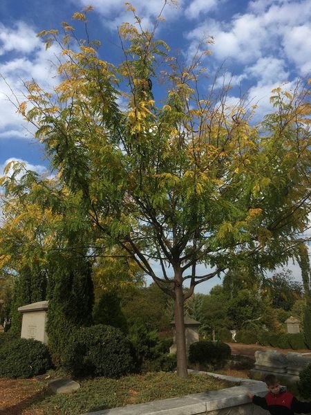 skyline honey locust