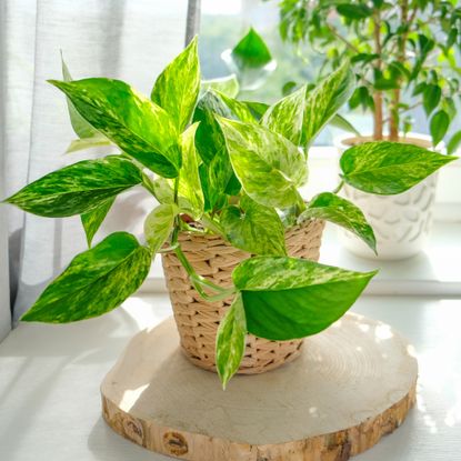 pothos plant on a windowsill