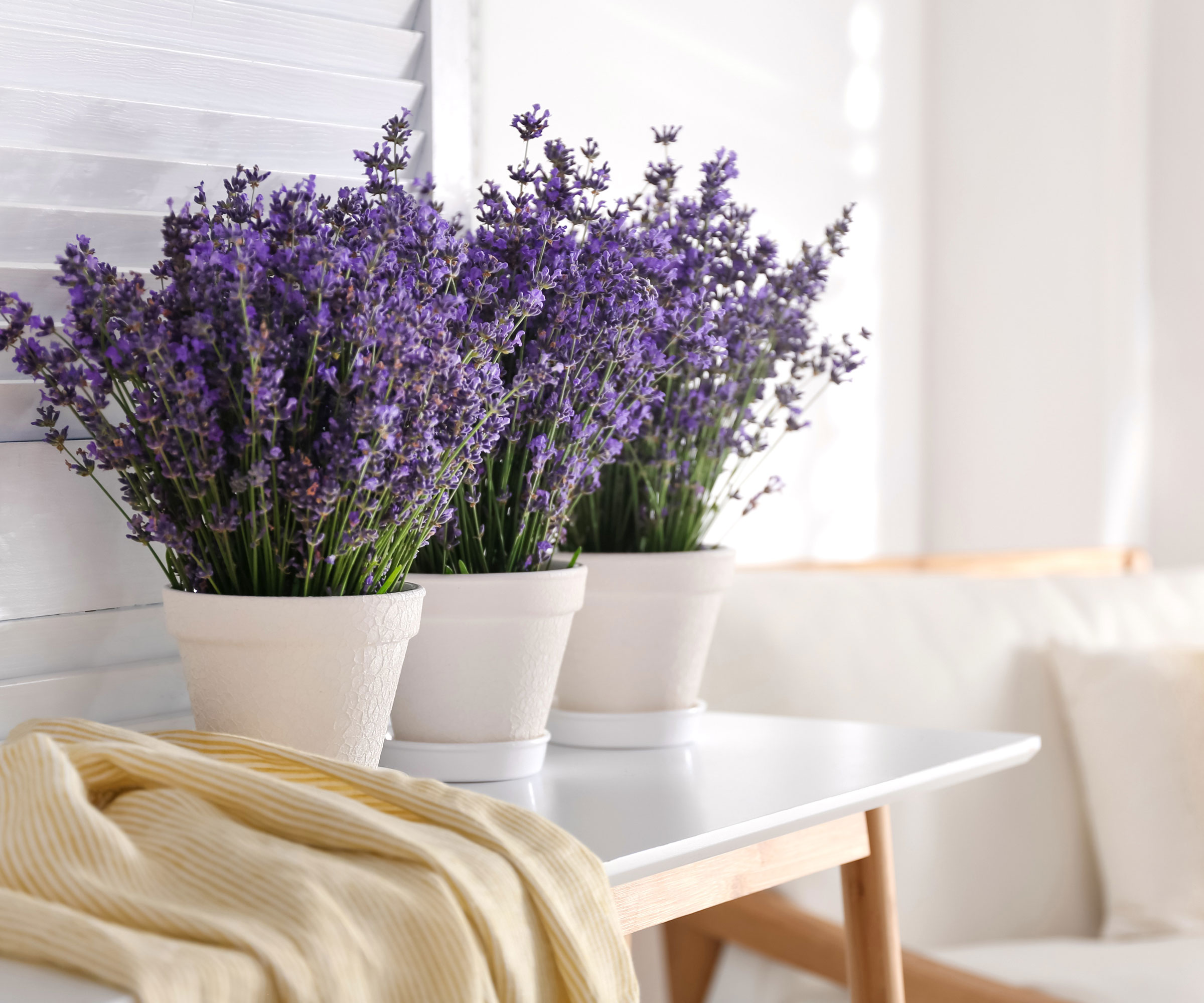 lavender in bloom on living room table