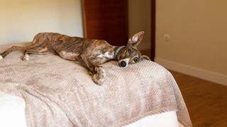 Dog sleeping on a bed