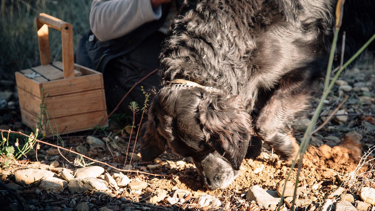 Sammy, her truffle-dog, catches the sent of a ripe example