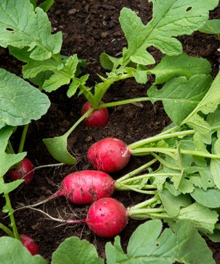 'Early Scarlet Globe' radishes growing in garden