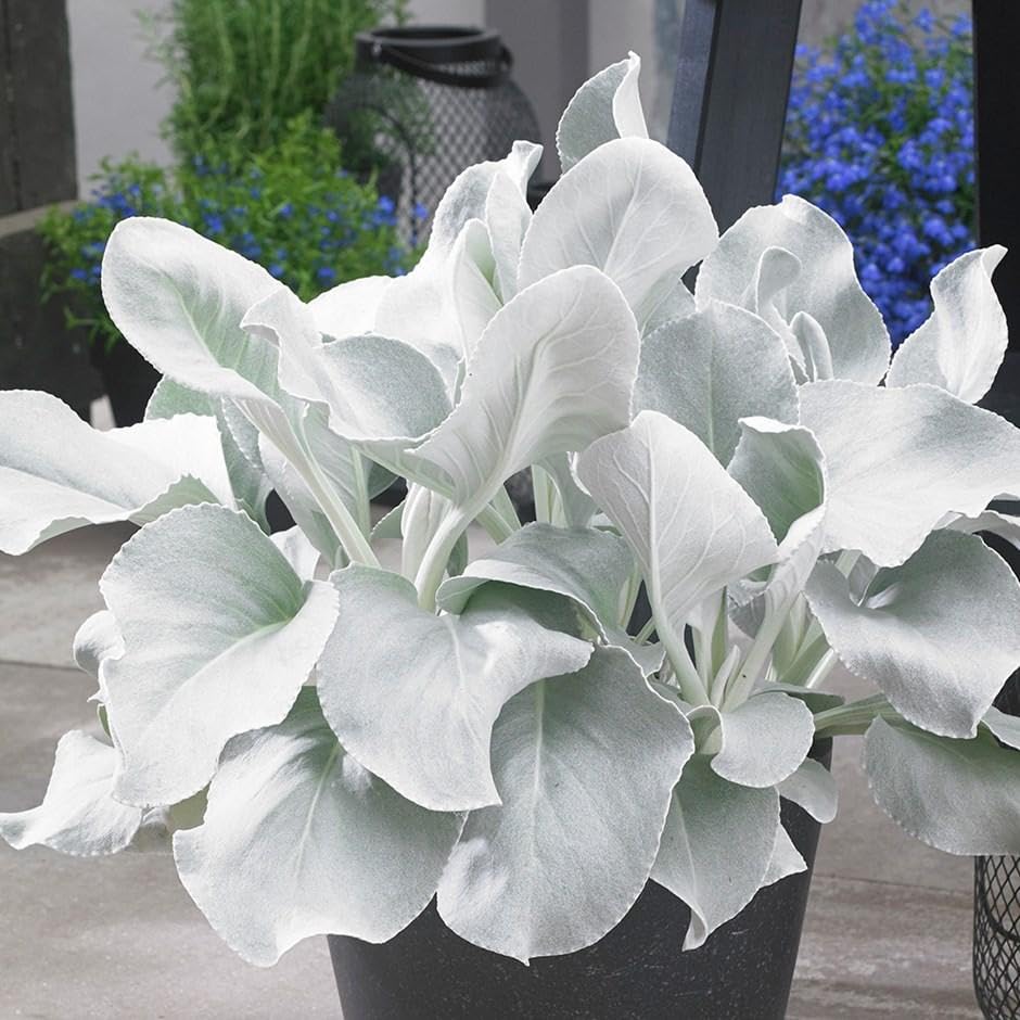 Redcrocus - Redcrocus Senecio Angel Wings- Silvery, Wing-Shaped Leaves, Drought-Tolerant, Indoor and Outdoor Succulent, Low-Maintenance, Perfect for Containers &amp;amp; Rock Gardens 6" (pack of 2)