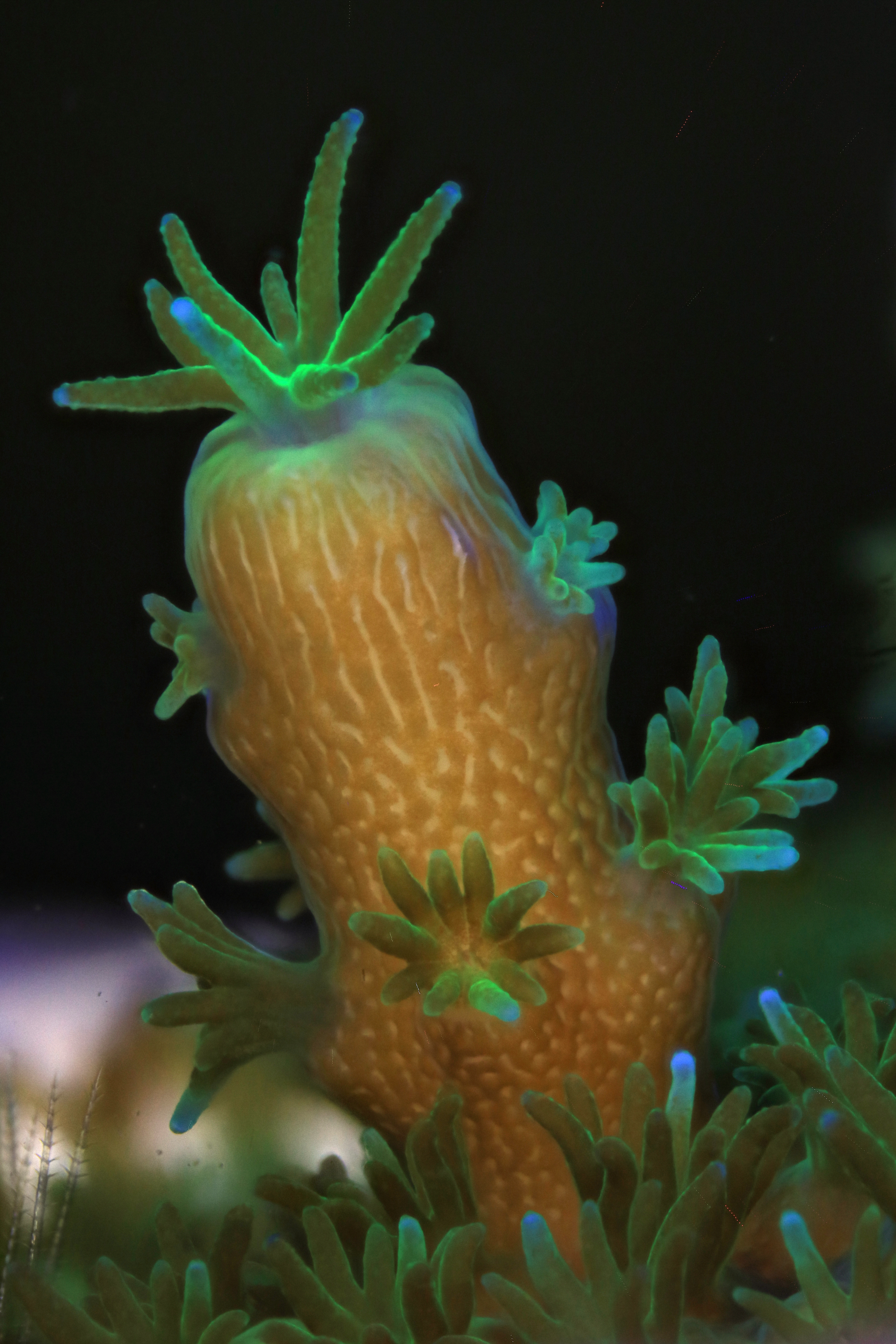 Canon EMEA x Coral Spawning Lab (CSL) / Nature Seychelles