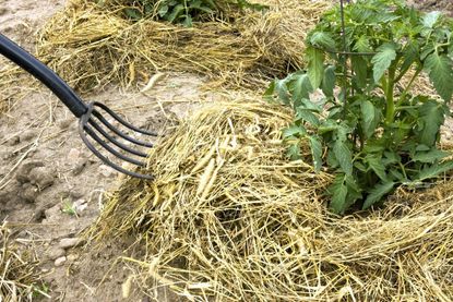 Using Hay As Mulch: Tips On Mulching Your Garden With Hay