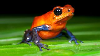 Strawberry Poison Dart Frog in Costa Rica sitting on a leaf. It has large black eyes, an orange body, and it's legs are blue.
